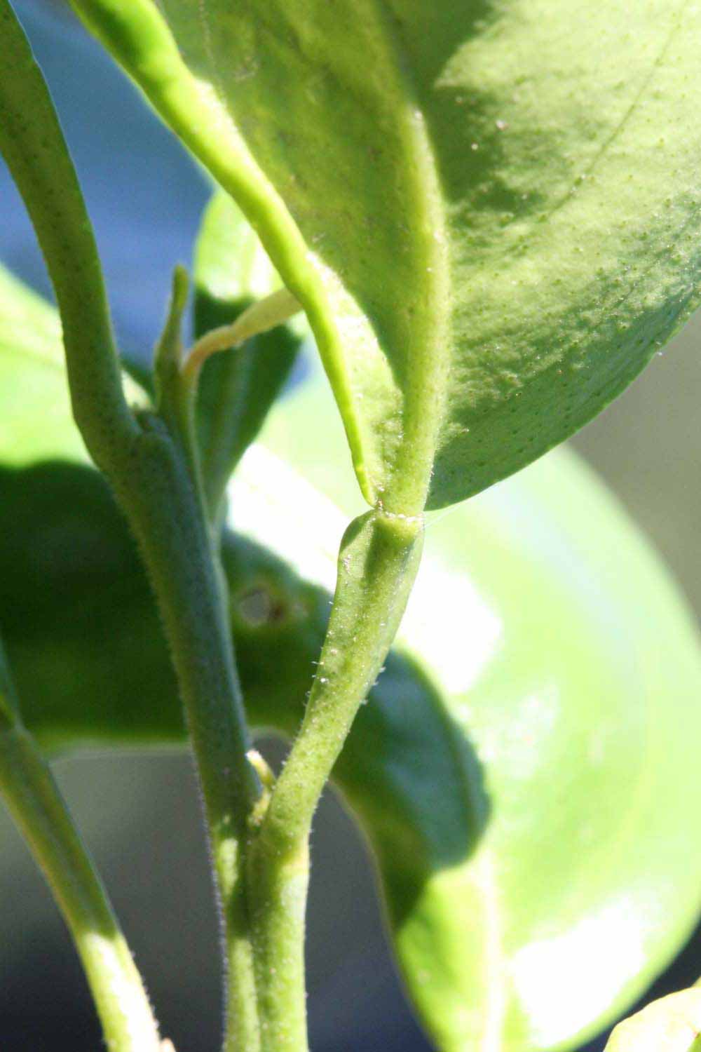            First year twig (Riverside, CA)   